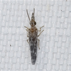 Heteroconis (genus) at Melba, ACT - 28 Apr 2025 09:57 PM
