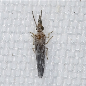 Heteroconis (genus) at Melba, ACT - 28 Apr 2025 09:57 PM