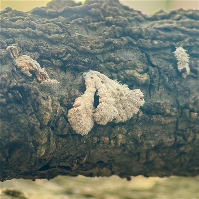 Unverified Fungus at Yarralumla, ACT - 29 Apr 2025 by Gallpix