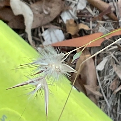 Rytidosperma sp. (Wallaby Grass) at Hall, ACT - 29 Apr 2025 by Jennybach