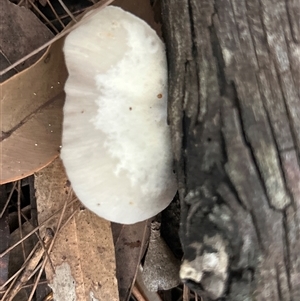 Unverified Fungus by LisaH