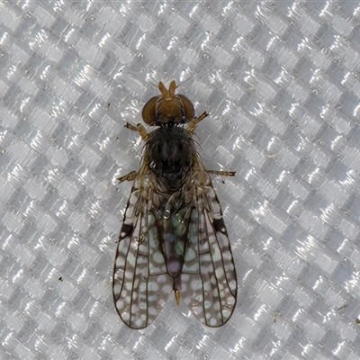 Unverified Other true fly at Melba, ACT - 28 Apr 2025 by kasiaaus