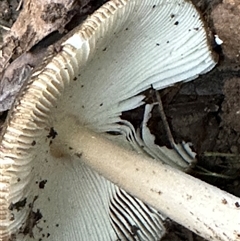 Amanita sp. (Amanita sp.) at Kangaroo Valley, NSW - 29 Apr 2025 by lbradley