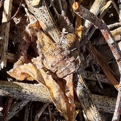 Unverified True bug (Hemiptera, Heteroptera) by MazzV