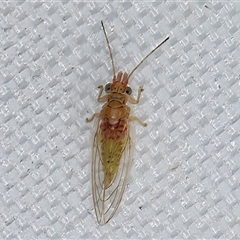 Glycaspis (Glycaspis) brimblecombei (Red Gum Lerp Psyllid) at Melba, ACT - 28 Apr 2025 by kasiaaus
