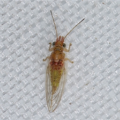Glycaspis (Glycaspis) brimblecombei (Red Gum Lerp Psyllid) at Melba, ACT - 28 Apr 2025 by kasiaaus