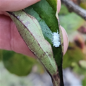 Cryptolaemus montrouzieri at Sawyers Gully, NSW - Yesterday 05:01 PM