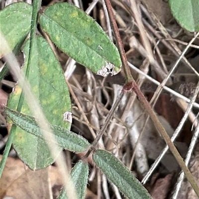 Grona varians (Slender Tick-Trefoil) at Hall, ACT - 29 Apr 2025 by Jennybach