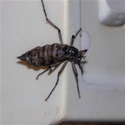 Boreoides subulatus (Wingless Soldier Fly) at Higgins, ACT - 25 Apr 2025 by AlisonMilton