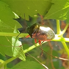 Unverified True bug (Hemiptera, Heteroptera) by MazzV