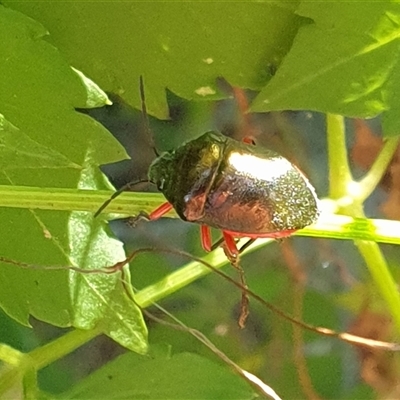Unverified True bug (Hemiptera, Heteroptera) by MazzV
