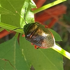 Lampromicra aerea at suppressed - suppressed