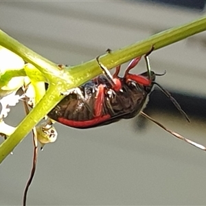 Lampromicra aerea at suppressed - suppressed