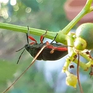 Lampromicra aerea at suppressed - suppressed
