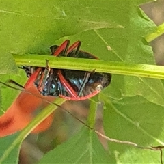 Lampromicra aerea at suppressed - suppressed