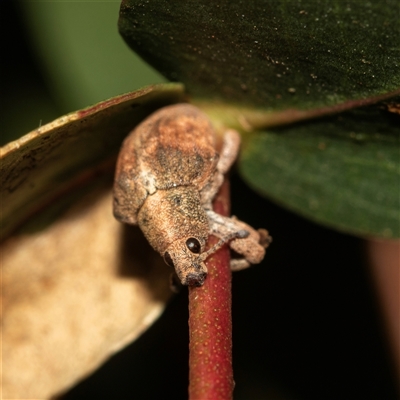 Gonipterus scutellatus (Eucalyptus snout beetle, gum tree weevil) at Higgins, ACT - 23 Apr 2025 by AlisonMilton