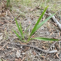 Dianella tasmanica at Hawker, ACT - 29 Apr 2025 by sangio7