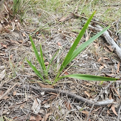 Dianella tasmanica at Hawker, ACT - 29 Apr 2025 by sangio7