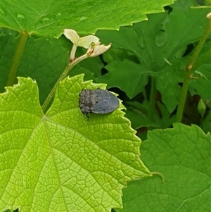Nerthra sp. (genus) at suppressed - suppressed