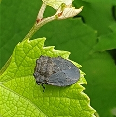 Nerthra sp. (genus) at suppressed - suppressed