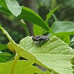 Nerthra sp. (genus) at Copmanhurst, NSW - suppressed