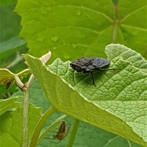 Nerthra sp. (genus) at suppressed - suppressed