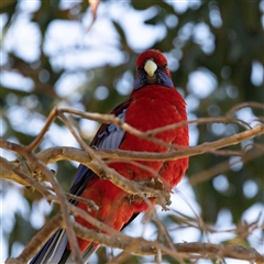 Platycercus elegans (Crimson Rosella) at Hawker, ACT - 18 Apr 2025 by AlisonMilton