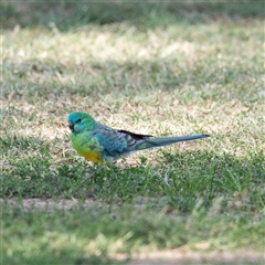 Psephotus haematonotus (Red-rumped Parrot) at Hawker, ACT - 19 Apr 2025 by AlisonMilton