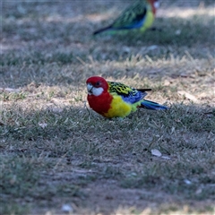 Platycercus eximius (Eastern Rosella) at Hawker, ACT - 18 Apr 2025 by AlisonMilton