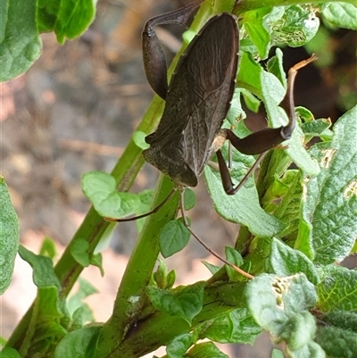 Unverified True bug (Hemiptera, Heteroptera) by MazzV