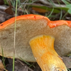 Tylopilus balloui (group) at Eden, NSW - 24 Apr 2025 12:02 PM