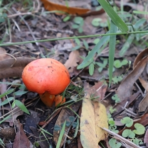 Tylopilus balloui (group) at Eden, NSW - 24 Apr 2025 12:02 PM