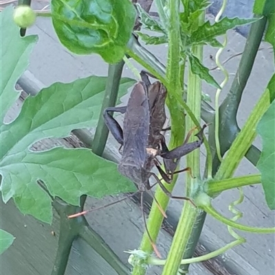 Unverified True bug (Hemiptera, Heteroptera) by MazzV