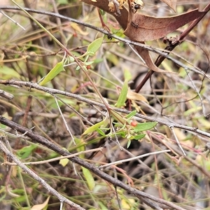 Einadia nutans subsp. nutans at Hawker, ACT - Today by sangio7