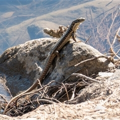 Eulamprus heatwolei (Yellow-bellied Water Skink) at Uriarra Village, ACT - 26 Apr 2025 by HSweatman