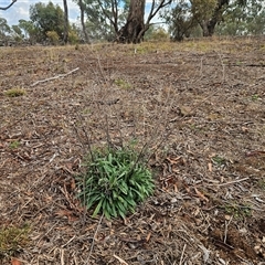 Cynoglossum australe (Australian Forget-me-not) at Hawker, ACT - 29 Apr 2025 by sangio7