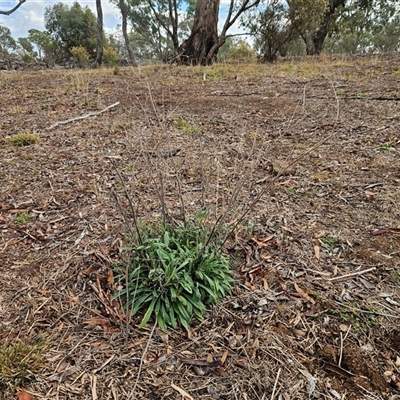 Cynoglossum australe (Australian Forget-me-not) at Hawker, ACT - 29 Apr 2025 by sangio7