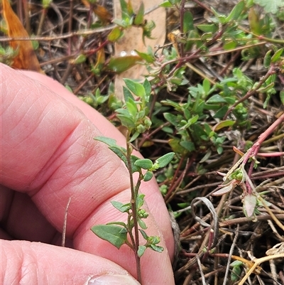 Einadia nutans subsp. nutans (Climbing Saltbush) at Hawker, ACT - 29 Apr 2025 by sangio7
