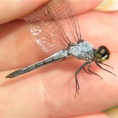 Brachydiplax denticauda at Fig Tree Pocket, QLD - 17 Feb 2007 10:45 AM