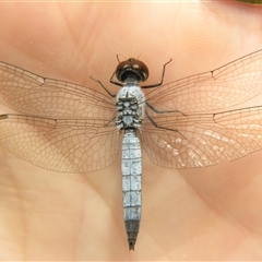 Brachydiplax denticauda at Fig Tree Pocket, QLD - 17 Feb 2007 10:45 AM