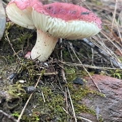 Russula sp. (genus) (Russula) at Mirador, NSW - 24 Apr 2025 by Clarel
