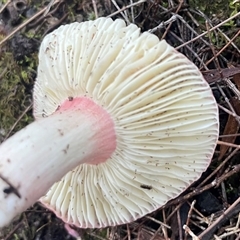 Russula sp. (genus) at Mirador, NSW - 24 Apr 2025 03:54 PM