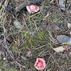 Russula sp. (genus) at Mirador, NSW - 24 Apr 2025 03:54 PM