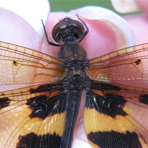 Rhyothemis phyllis at Fig Tree Pocket, QLD - 17 Feb 2007 01:14 PM