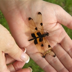 Rhyothemis phyllis at Fig Tree Pocket, QLD - 17 Feb 2007 01:14 PM