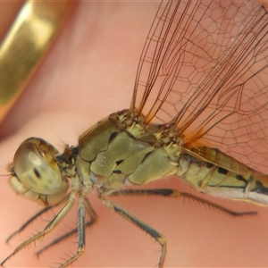 Diplacodes bipunctata at Fig Tree Pocket, QLD - 17 Feb 2007 01:02 PM