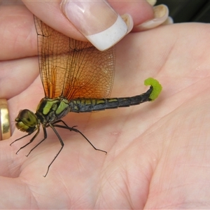 Hydrobasileus brevistylus at Fig Tree Pocket, QLD - 17 Feb 2007 11:24 AM