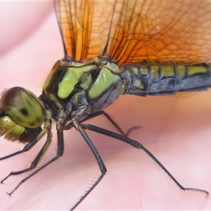 Hydrobasileus brevistylus at Fig Tree Pocket, QLD - 17 Feb 2007 11:24 AM