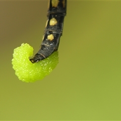 Hydrobasileus brevistylus at Fig Tree Pocket, QLD - 17 Feb 2007 11:24 AM