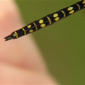 Hydrobasileus brevistylus at Fig Tree Pocket, QLD - 17 Feb 2007 09:57 AM